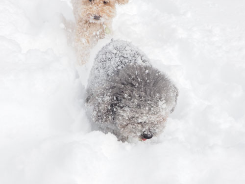 雪・犬