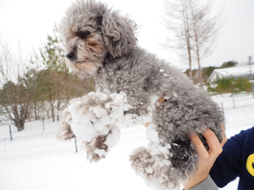 犬・雪だま