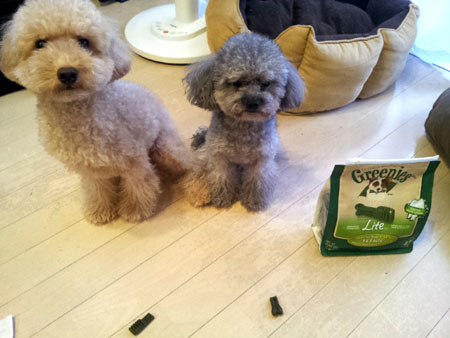 犬用おやつ・グリニーズ