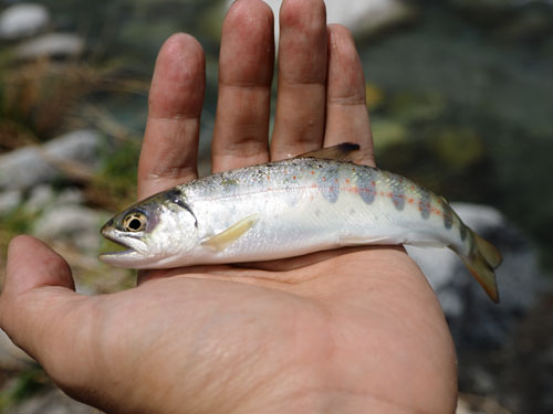 駒ヶ根渓流釣り　アマゴ