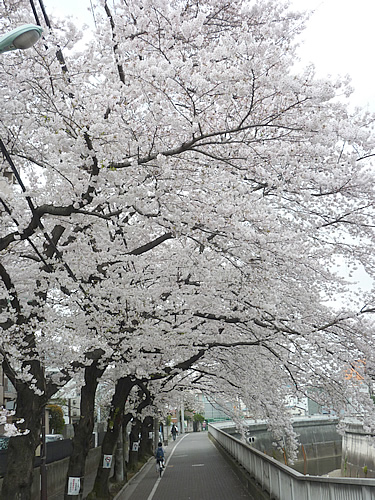 石神井川・桜