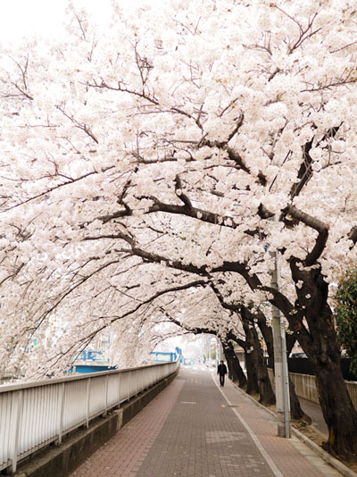 桜2015石神井川