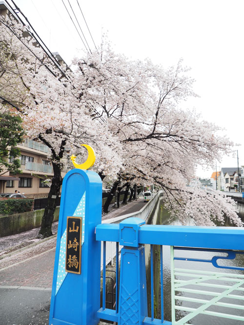 石神井川・桜・2016